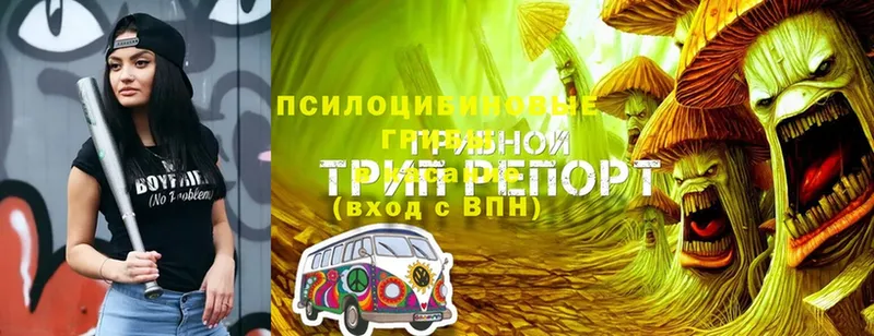 Галлюциногенные грибы MAGIC MUSHROOMS  нарко площадка формула  Котлас  МЕГА зеркало 